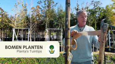 bomen planten 2 