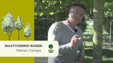 bomenmaten