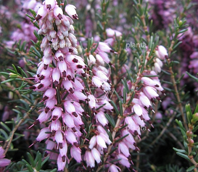 Erica darleyensis 'Ghost Hills'