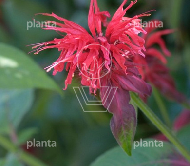 Monarda 'Squaw'
