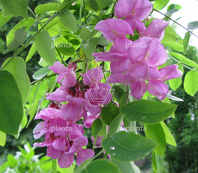 Robinia margaretta 'Casque Rouge'