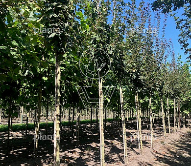 hoogstamboom, stamomtrek 10-12 cm, draadkluit