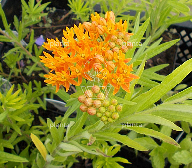 Asclepias tuberosa