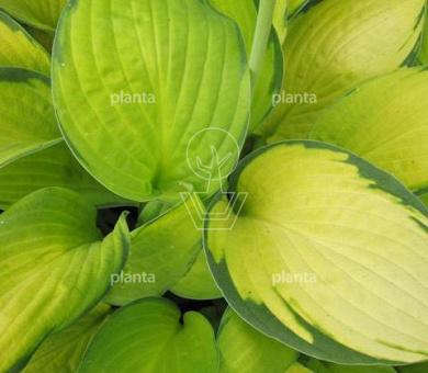 Hosta fortunei 'Gold Standard'