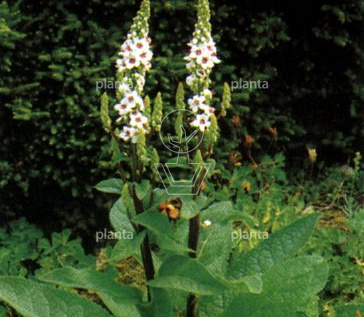 Verbascum chaixii 'Album'