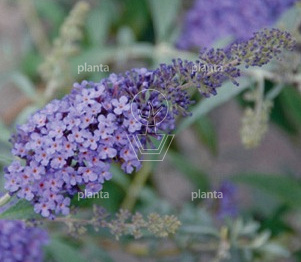 Buddleja davidii Buzz 'Blue Sky'