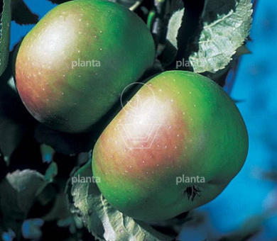 Malus domestica 'Bramley's Seedling'