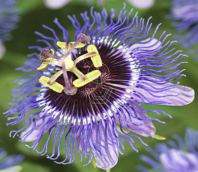 Passiflora 'Purple Rain'