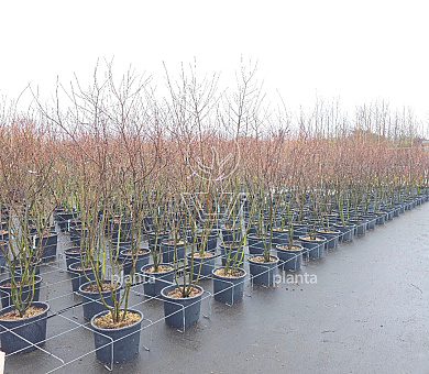 150 tot 175 cm hoog, pot 25 liter