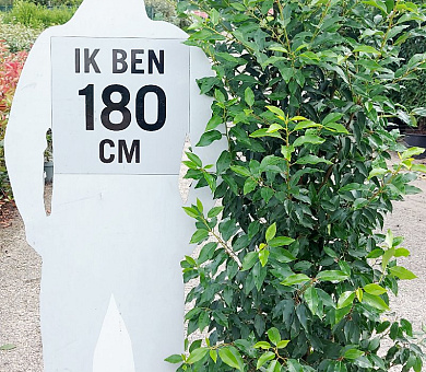 150 tot 175 cm hoog, pot 20 liter