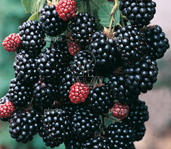 200 tot 250 cm hoog, pot 10 liter