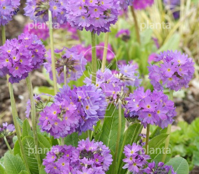 Primula denticulata