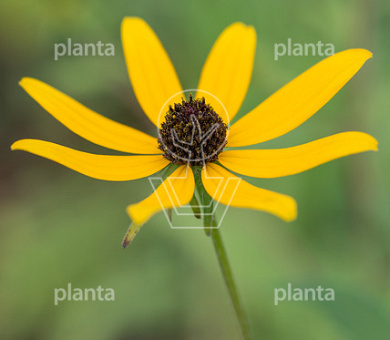 Rudbeckia triloba