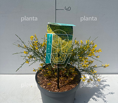 Pot 3 liter