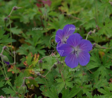 Geranium himalayense 'Baby Blue'