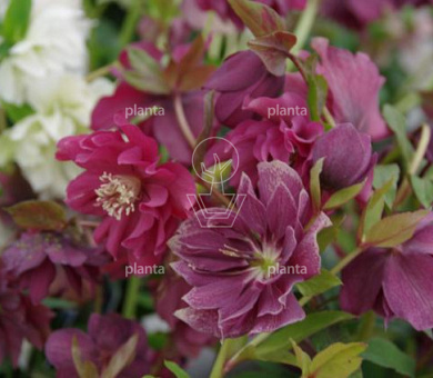 Helleborus orientalis 'Double Ellen Red'