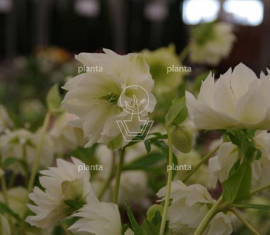 Helleborus orientalis 'Double Ellen White'