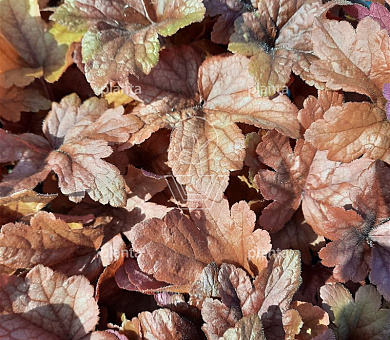 Heuchera 'Boysenberry'