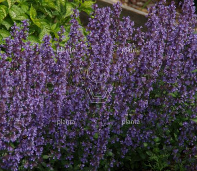 Nepeta 'Cat's Pajamas'