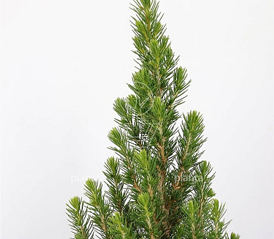 Picea glauca 'Perfecta' 
