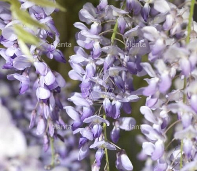 80 tot 100 cm hoog, pot 5 liter