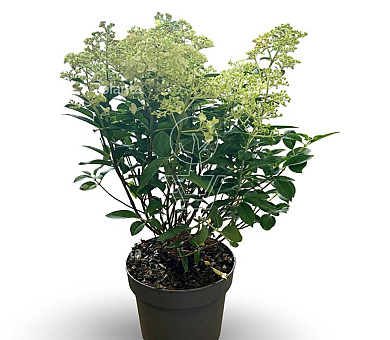 Pot 5 liter
