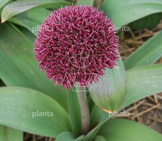 Allium 'Ostara'