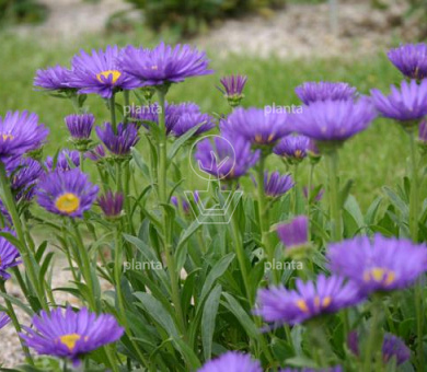 Aster alpinus 'Dunkle Schöne'