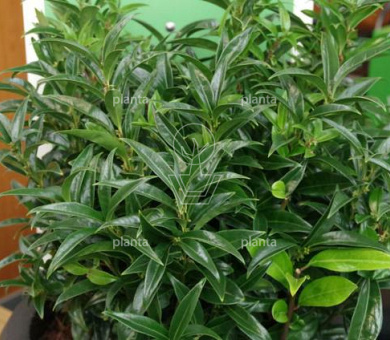Sarcococca hookeriana 'Winter gem'