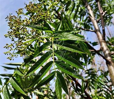 Sorbus 'Dodong'