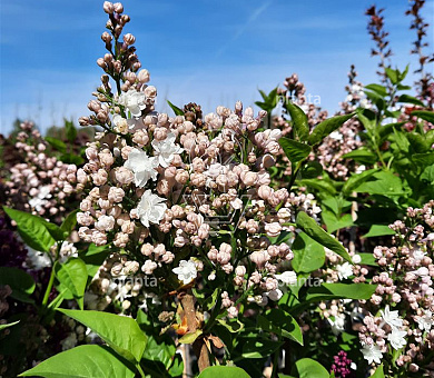 Syringa vulgaris 'Beauty of Moscow'