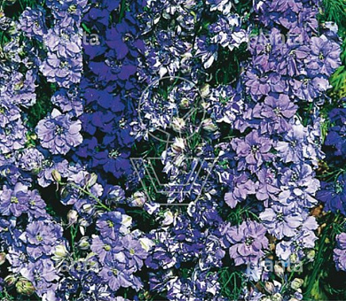 Consolida Ajacis Blauw Boeket