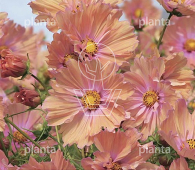 Cosmos Bipinnatus Apricotta