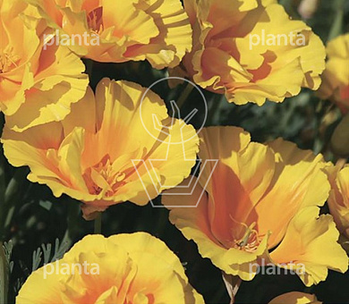 Eschscholzia Californica Yukon Gold