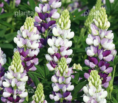 Lupinus Avalune Lilac