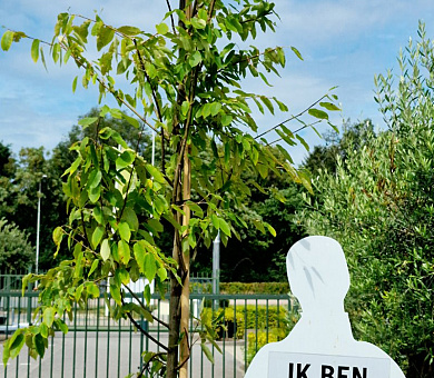 hoogstamboom, stamomtrek 8-10 cm, in pot