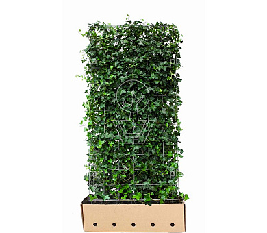 Quick Hedge Haagelement 100cm lang x 180cm hoog