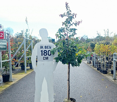 stam 90 cm hoog, in pot