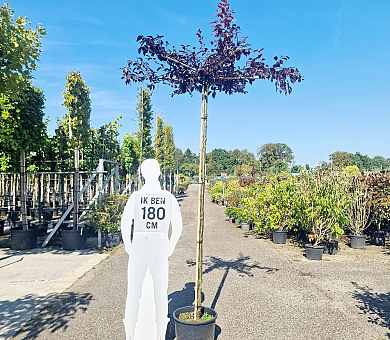 hoogstam dakboom, stamomtrek 10-12 cm, in pot