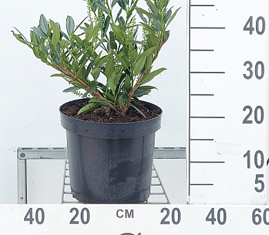 40 tot 50 cm hoog, pot 7.5 liter