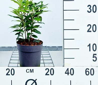 20 tot 25 cm hoog, pot 2 liter