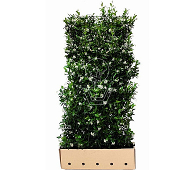 Quick Hedge Haagelement 100cm lang x 180cm hoog