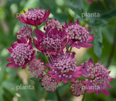 Astrantia major 'Rubra'