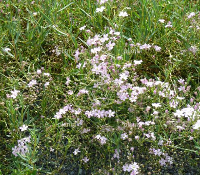 Gypsophila repens 'Rosa Schönheit'