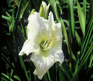 Hemerocallis 'Joan Senior'