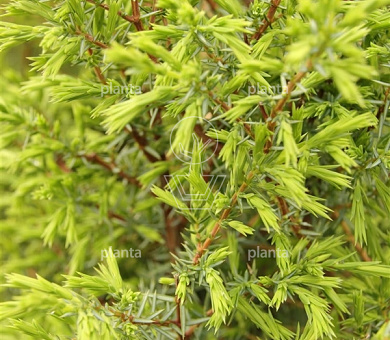 Juniperus communis 'Suecica'