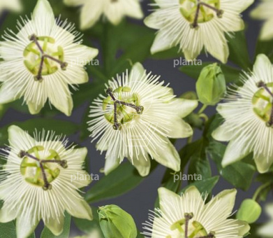 Passiflora caerulea 'Snow Queen' 