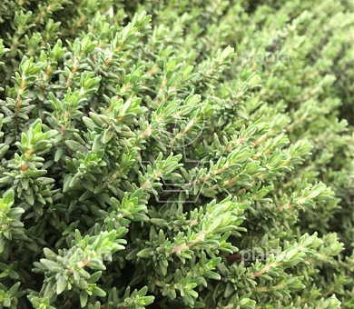 Thymus vulgaris 'Faustini'