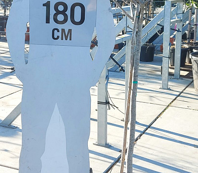 halfstamboom, pot 35 liter