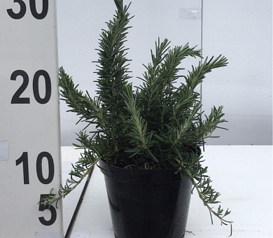 pot 1.5 liter, leverbaar